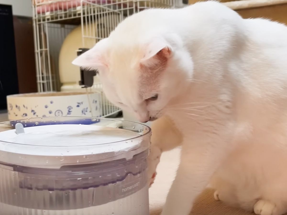 新しい給水器で水を飲もうとした猫…『おかしすぎる飲み方』に思わず困惑「理解してないのかわいい」「ただ者ではない」1万9000再生