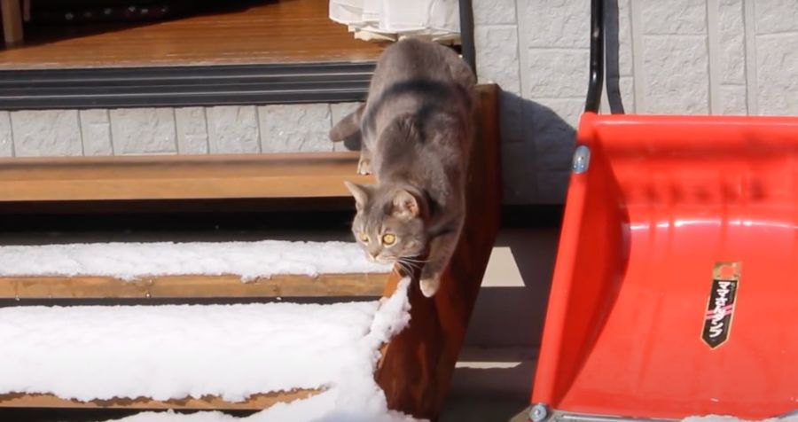 初めて雪と触れ合う猫ちゃん♡