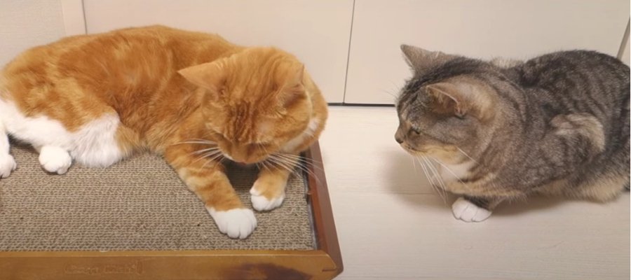 なかなか回ってこない…？！猫ちゃんの爪とぎ