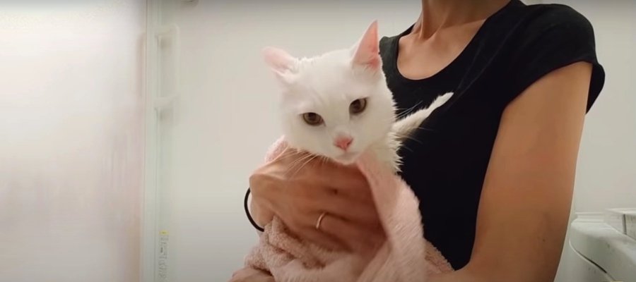 緊急でお風呂！苦手を克服した猫ちゃん？