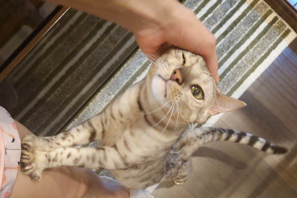 猫が飼い主に撫でられたとき『目をつぶる』心理５つ