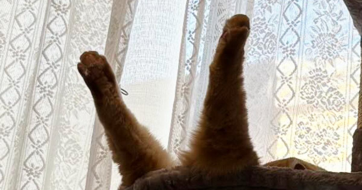 ハンモックで『爆睡していた猫』→後ろ足が……想定外の『クセ強めな寝相』に爆笑する人が続出「落下中かと思ったｗ」「すごい躍動感」
