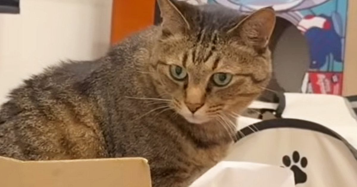 段ボール箱の中で寝ていた猫→飼い主が『寝る準備』を始めると…甘えん坊猫が見せた『愛おしすぎる行動』に「とっても可愛い」「たまらない」