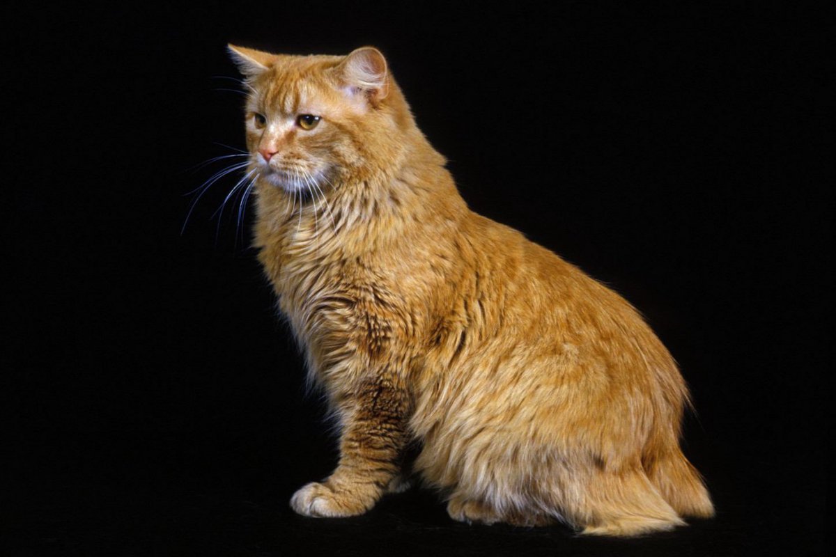キムリック｜猫種の特徴、性格や寿命、価格相場や餌代などの費用まで解説