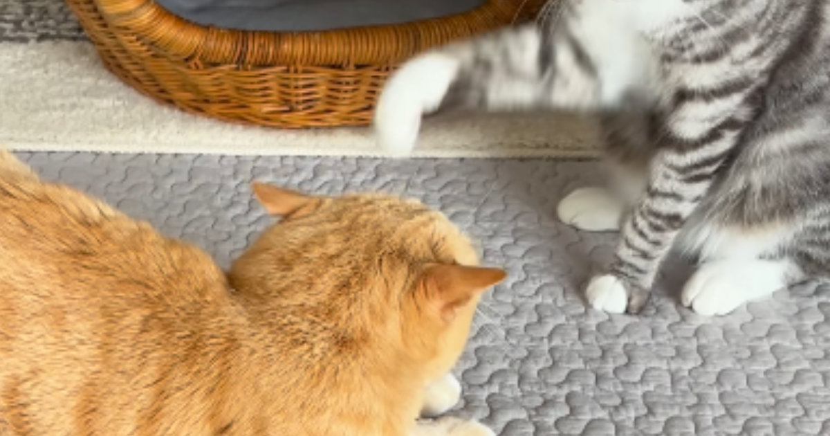 くつろぐ姉猫に弟猫が『パンチ』を繰り出したかと思ったら…可愛すぎる展開に笑ってしまう人が続出「癒されたｗ」「パンチ受けたいｗ」