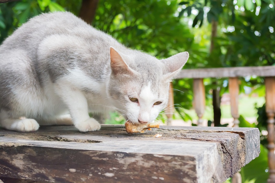 猫に唐揚げはあげても大丈夫？食べてはいけない物