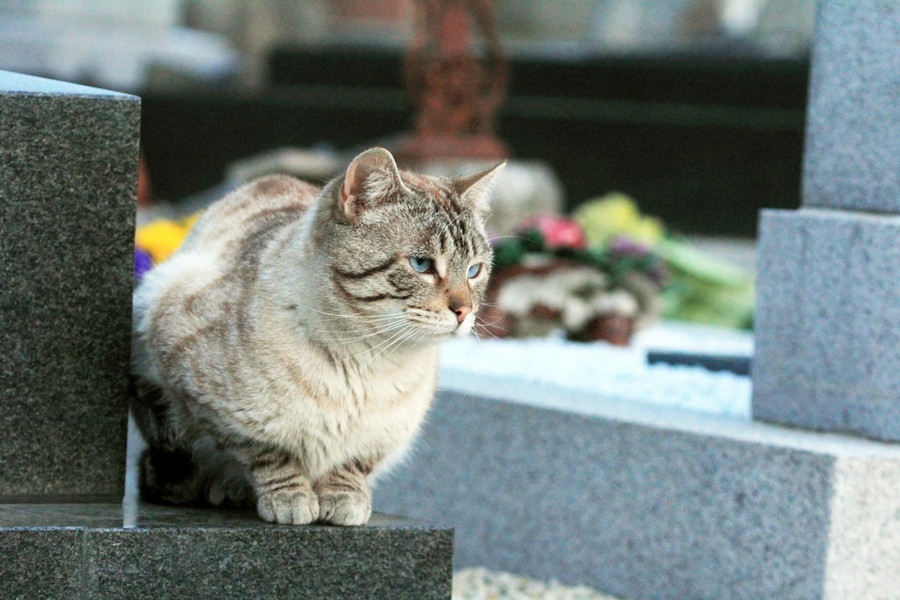 飼い主と猫が一緒に入れるお墓がある！