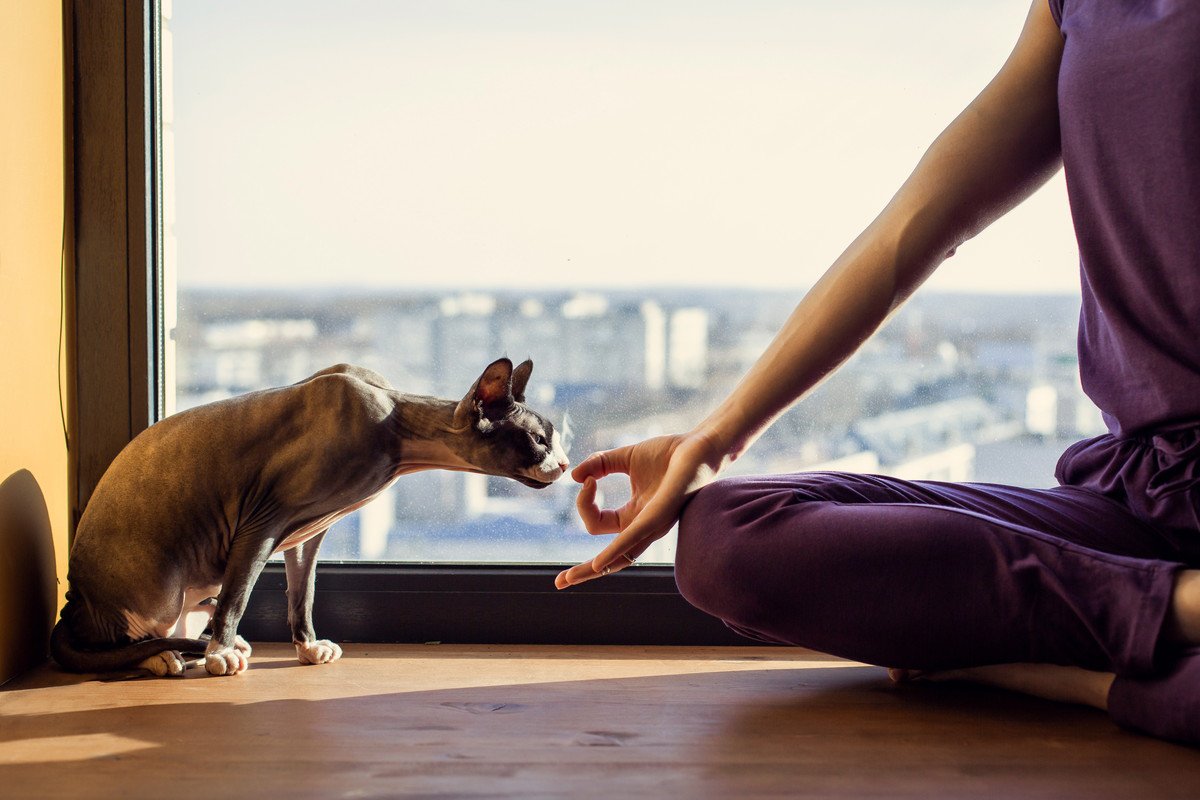 猫にとって許せない飼い主の習慣とは？改善すべき3つのポイント