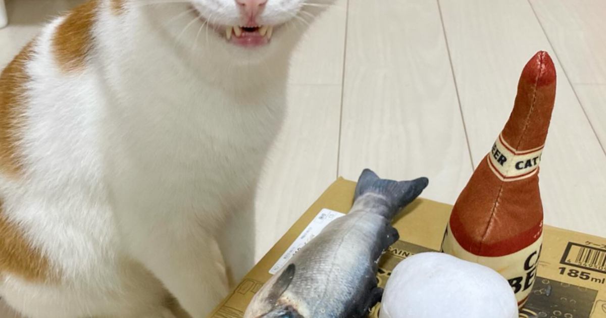 「夜道で見たら腰ぬかすｗ」テーブルの上に『魚とビールのぬいぐるみ』を並べたら、猫が…最高すぎる表情に吹き出す人が続出「いい顔してるねｗ」