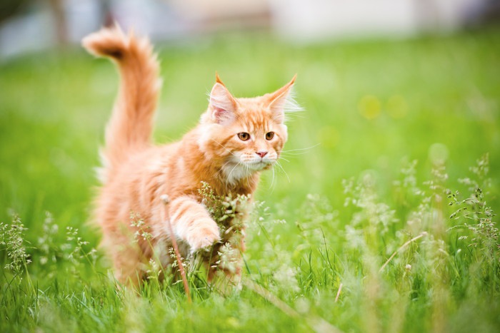 猫パルボウイルス感染症とは　恐ろしい症状と治療・予防法