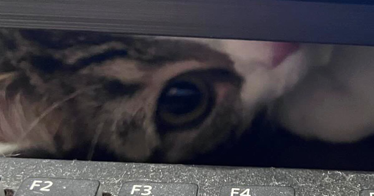 パソコンで勉強をしていると、猫が…いろいろな角度から見てくる『可愛すぎる光景』に３万いいね「勉強どころやないｗ」「集中できないｗ」
