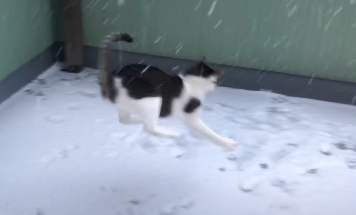 『はじめての雪』に保護猫たちの反応は……思い思いに楽しむ様子が可愛すぎると9万再生の反響「みんな楽しそう」「ワンに笑ってしまった」