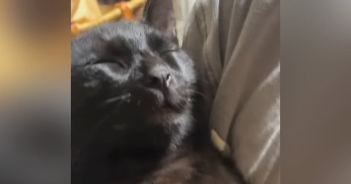 黒猫がお姉ちゃんに抱っこされると…他の家族には見せない『可愛すぎる様子』に「本当に赤ちゃん」「可愛いなんてレベルじゃない」と55万再生