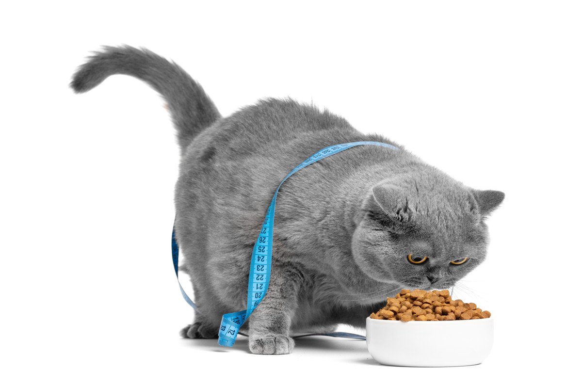 猫が『過食』になってしまう原因5つ　なぜ食べすぎるの？改善策も解説