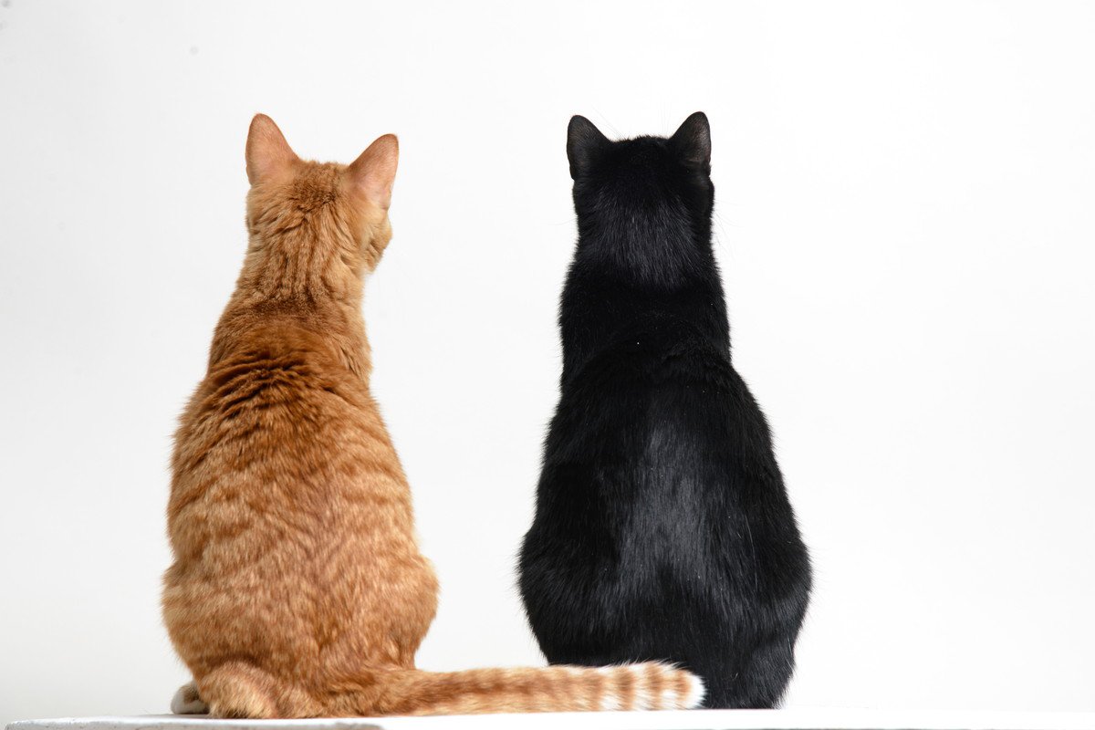 猫も『肩がこる』ことはあるの？考えられる原因や3つの解消法をご紹介