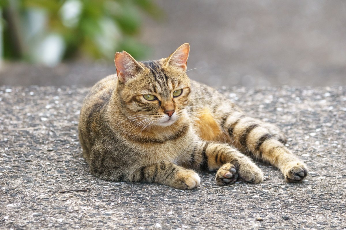 キジトラとどこが違う？『麦わら猫』の特徴と魅力を解説　実はほとんどがメスって知ってた？
