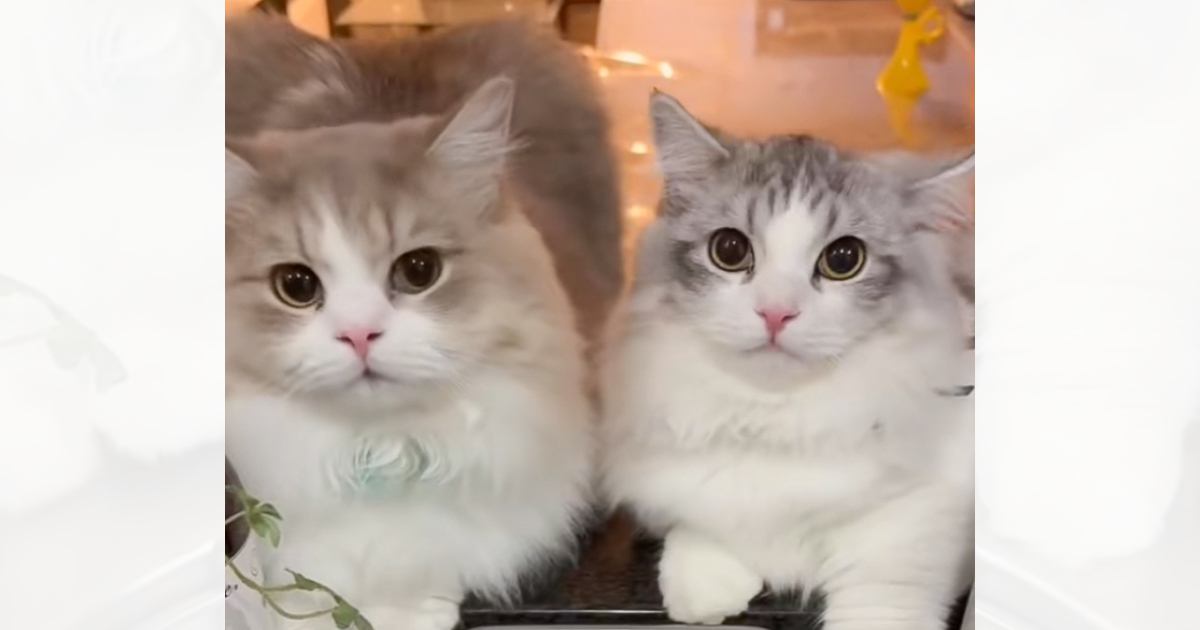 洗い物をしていると、2匹の猫がやって来て…ニヤけずにはいられない『幸せいっぱいの光景』が12万再生「羨ましい」「家事が楽しみになりそう」
