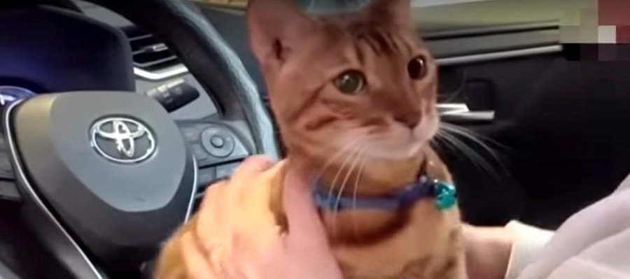 運転席に座って早く帰りたいアピールの猫くん！