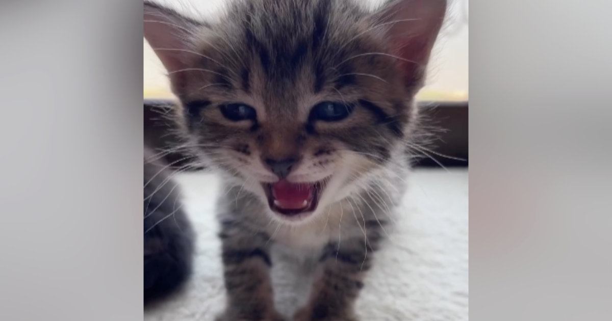 眠たくなった『赤ちゃん猫』→大きな声で鳴き始めて…とんでもなく尊い展開が284万再生「涙があふれてきた」「抱きしめたい」と悶絶の声続出