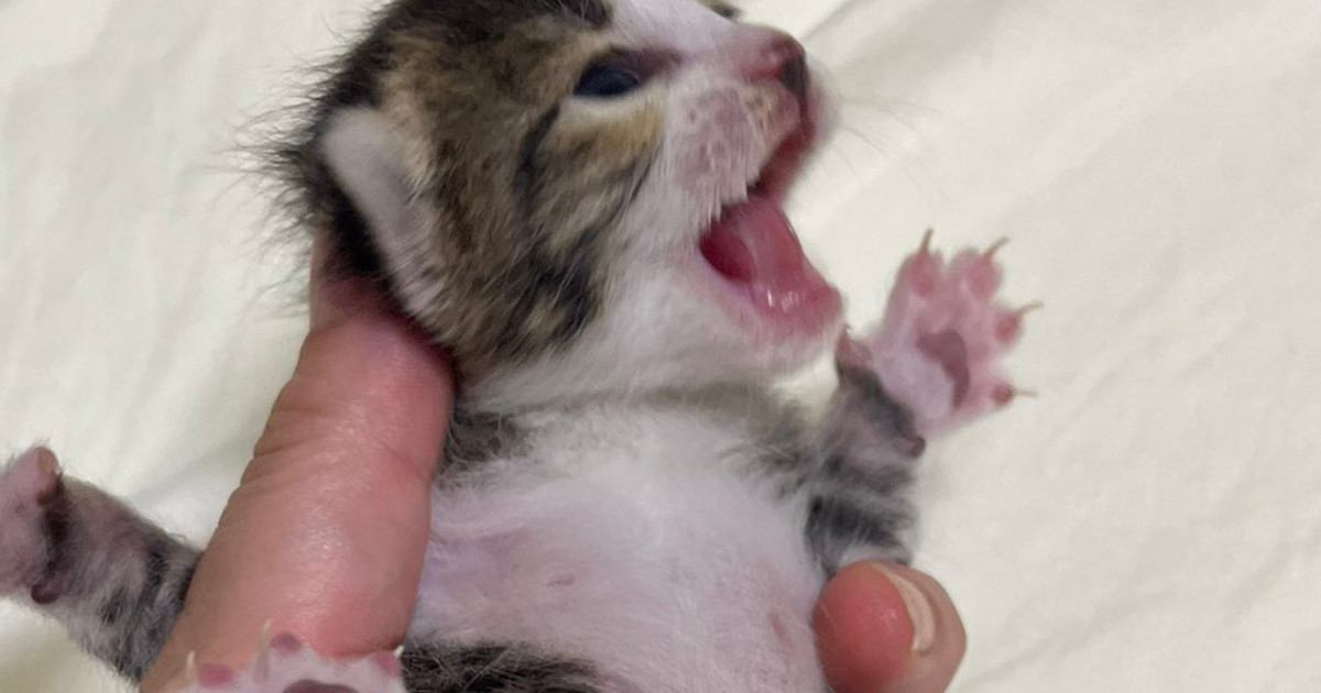 ぐったりして鳴きもしなかった子猫→保護から2週間…感動の『ビフォーアフター』に「ほんと良かったねぇ」「素晴らしい」と56万表示