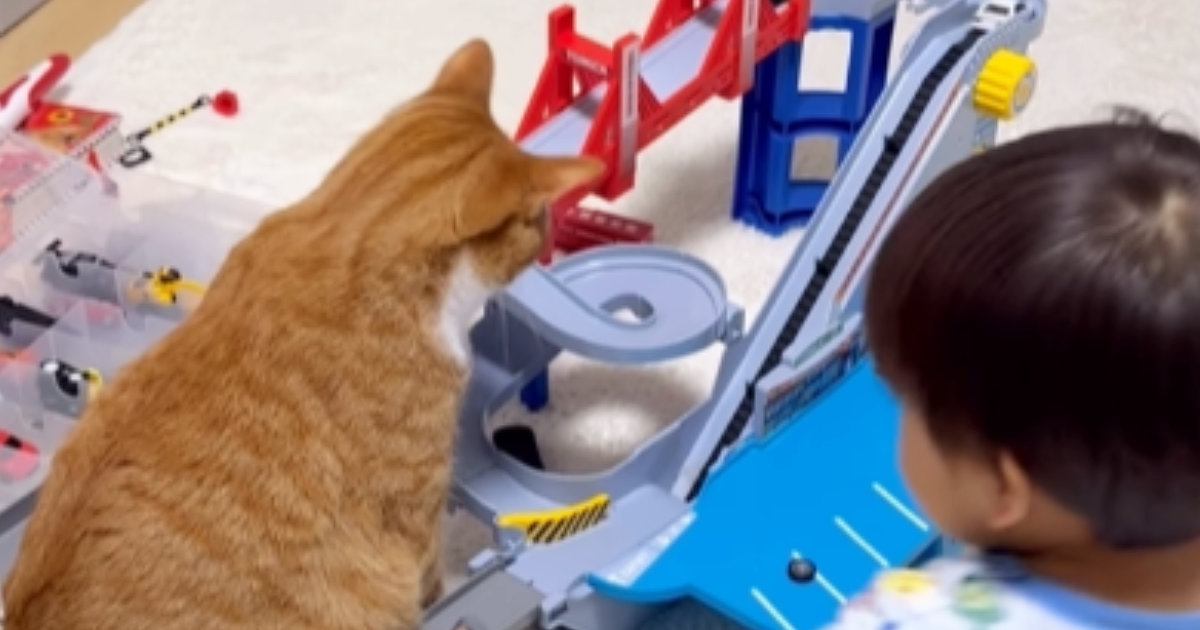 トミカに興味津々な猫→じっと眺めていると…男の子大爆笑の『まさかの展開』が646万再生「腹渋滞ｗｗ」「せっかく自動なのにｗ」