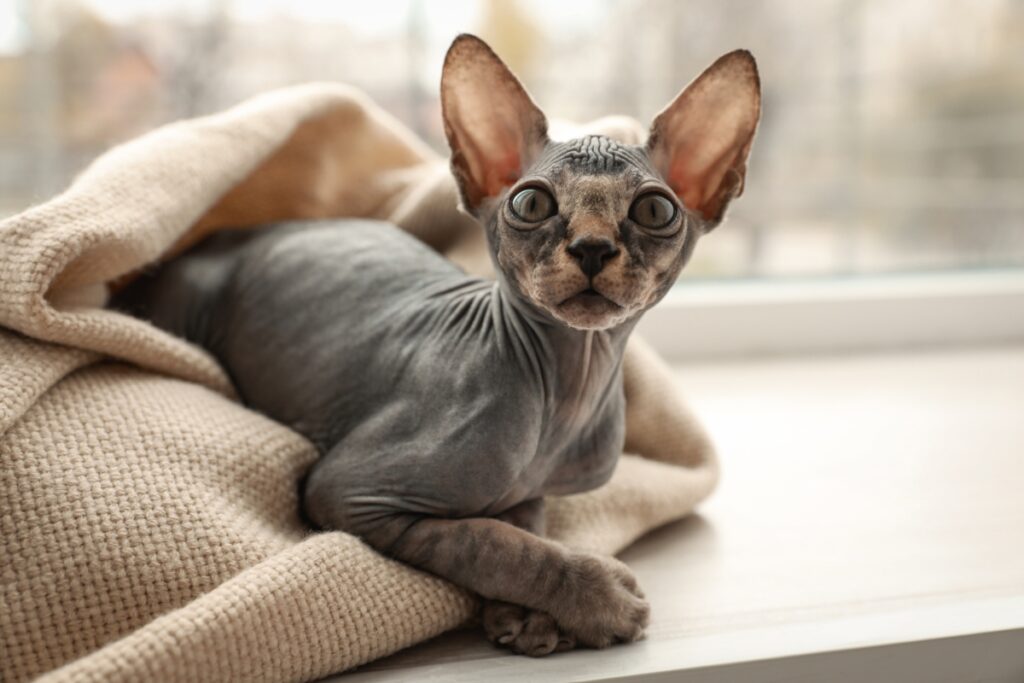 【獣医師監修】スフィンクスってどんな猫？特徴や性格から飼う前の注意点・価格相場まで徹底解説