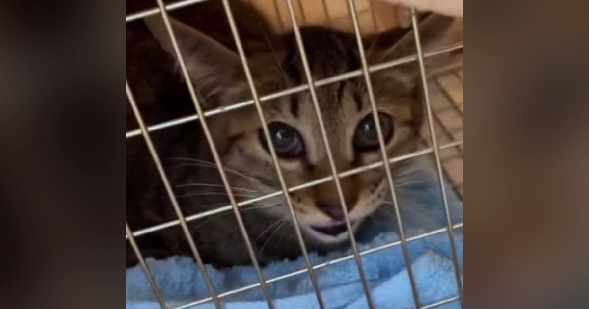 『ダメだったか…』保護子猫のトライアル最終日、『返却』を覚悟した瞬間…里親希望者の『予想外の一言』に驚き！SNSで57万表示の反響