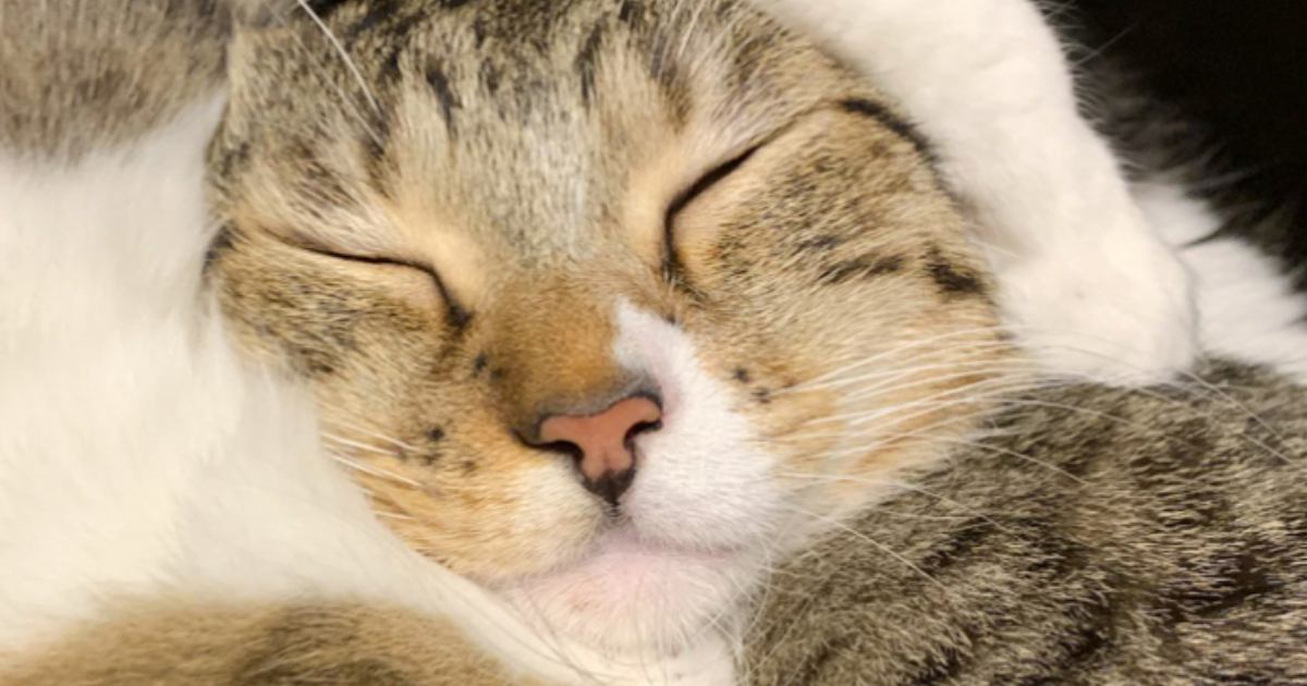 ふと仲良しな兄妹猫の様子を見てみると…思わぬ『フォルム』と『尊すぎる光景』に２万いいね「きゃーずっと見ていたい」「きれいに収まってるｗ」