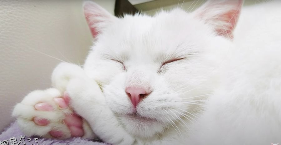 かわいすぎ♡5匹の猫さんの肉球コレクション！