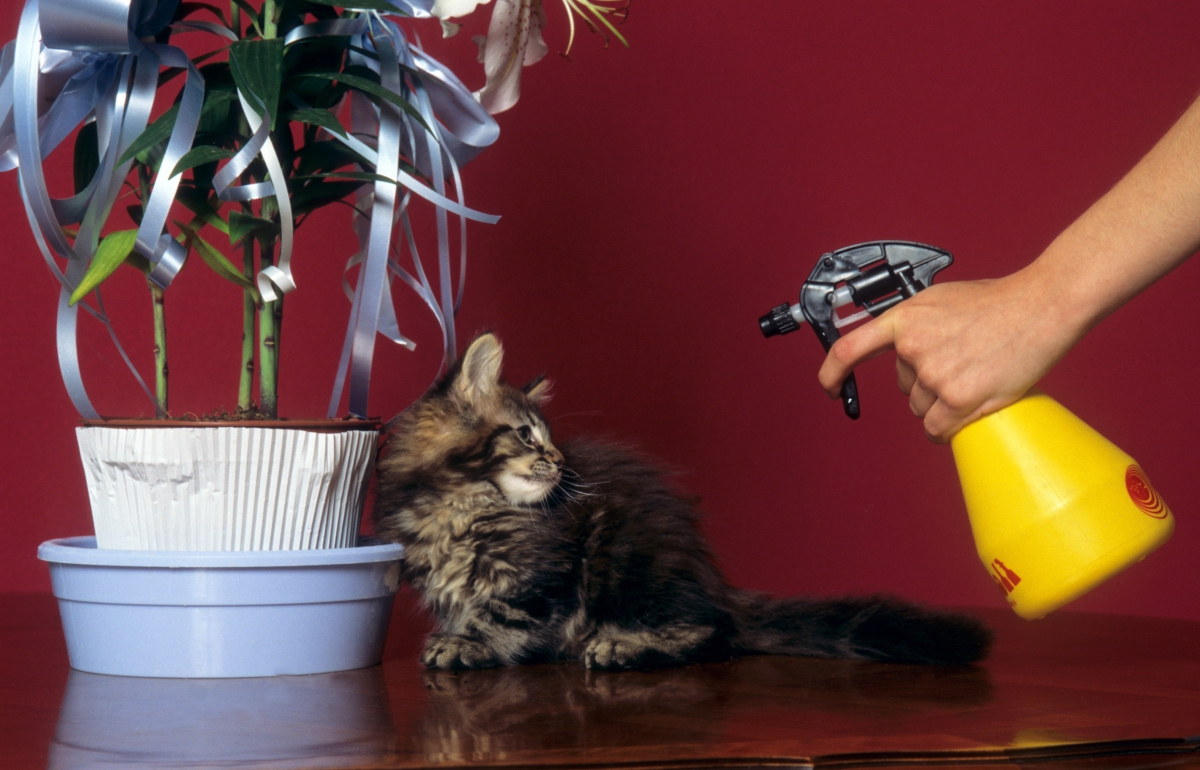 猫のしつけの正しい方法と気をつけるポイント