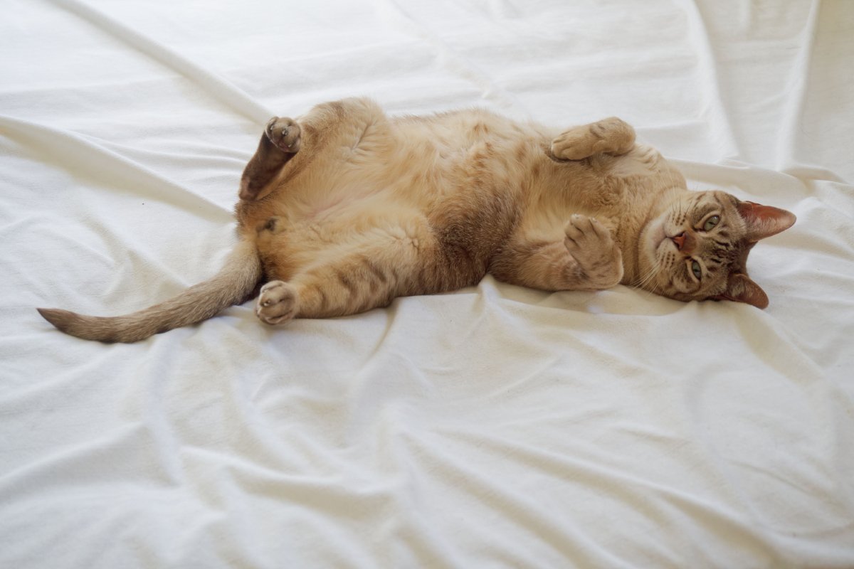 猫が人の『布団を奪ってくる』理由4選　なぜ横取りするの？対策方法までご紹介