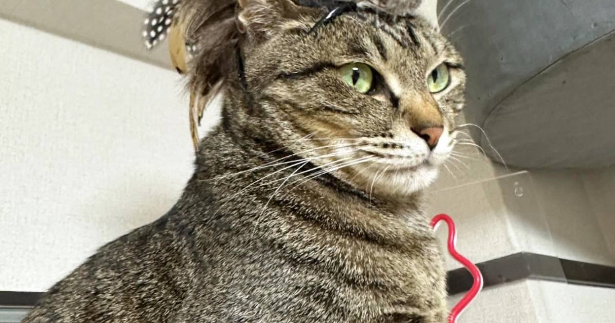 『猫をカッコよくするアイテム』を自作してみた結果…まさかの"雰囲気"に「カッコよすぎたｗ」「声がでるほど笑った」と11万表示の反響
