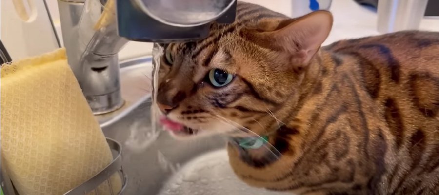 新鮮で美味しい？一生懸命水道から水を飲む猫くんが可愛い