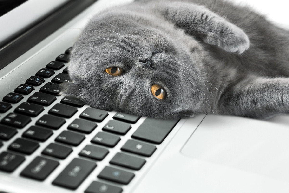 愛猫が『スキンシップが足りない…』と感じているサイン5選　猫が大満足するふれあいのアドバイスも