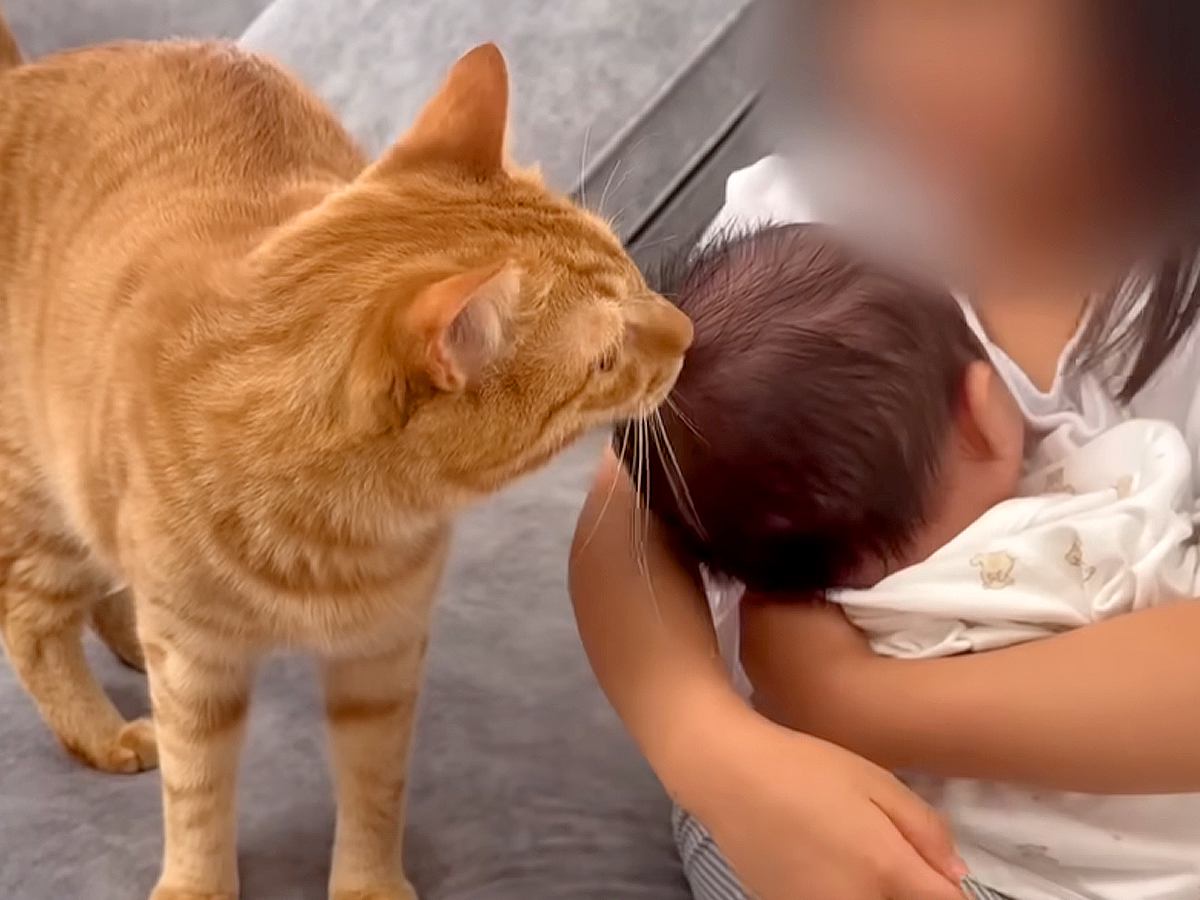 ５歳の女の子が赤ちゃんを抱っこしていたら、超甘えん坊の猫が…『まさかの妨害方法』に「構ってちゃんかわいい」「アピールも優しくていい子」