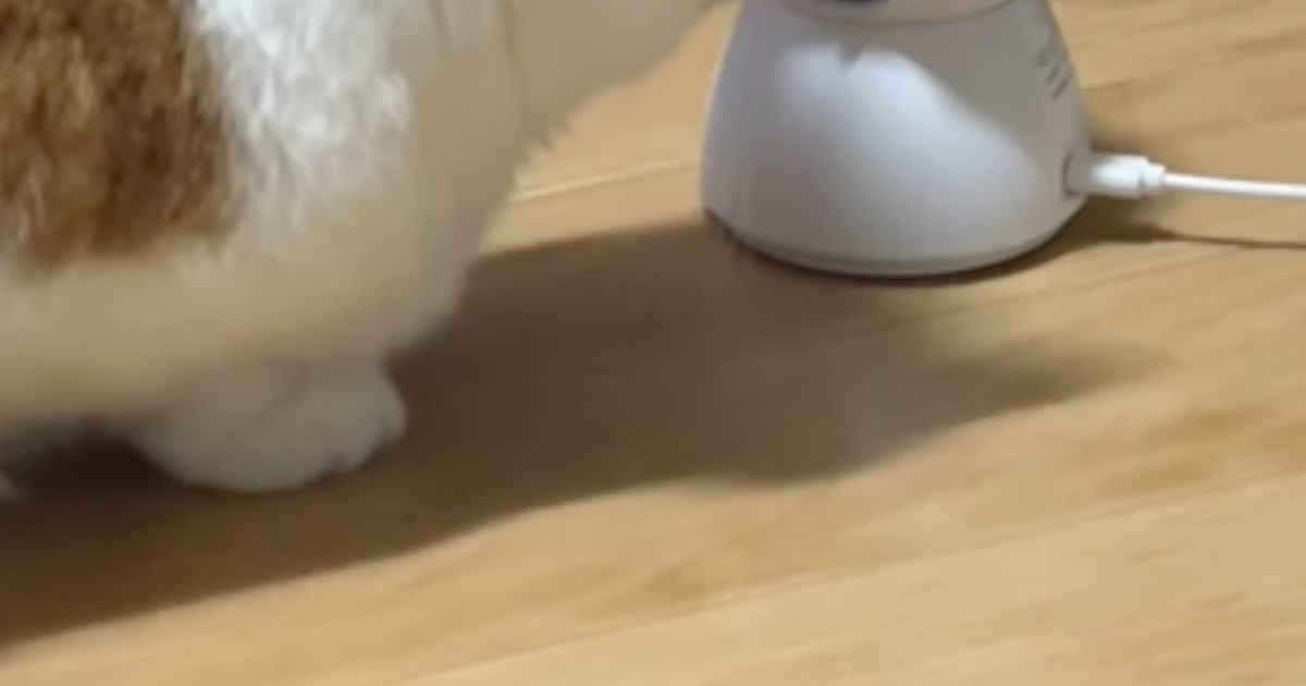 部屋に『見守りカメラ』を置いていたら、猫が…思わず笑ってしまう『可愛すぎる光景』が122万再生「近すぎて笑ったｗ」「圧がすごいｗ」