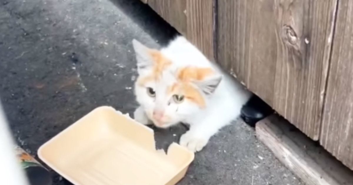 冬の寒い中、『床下で暮らしていた子猫』が保護された結果…現在の様子に感動の声続出「うるっときた」「まるで別猫のよう」と11万再生