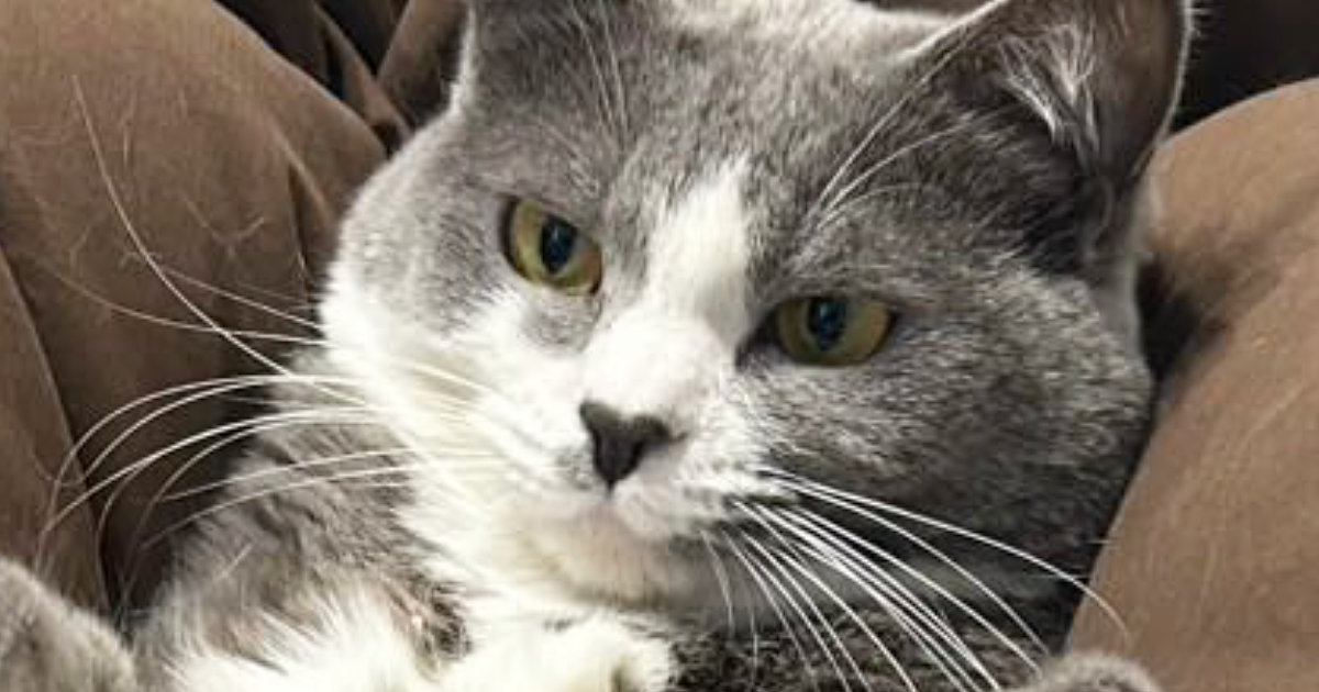娘が猫の足に『乗せていたもの』とは……ママ困惑の『撮影会の様子』に「発想がすごいｗ」「芸術家ｗ」「なかなかのバランス感覚」と爆笑の声