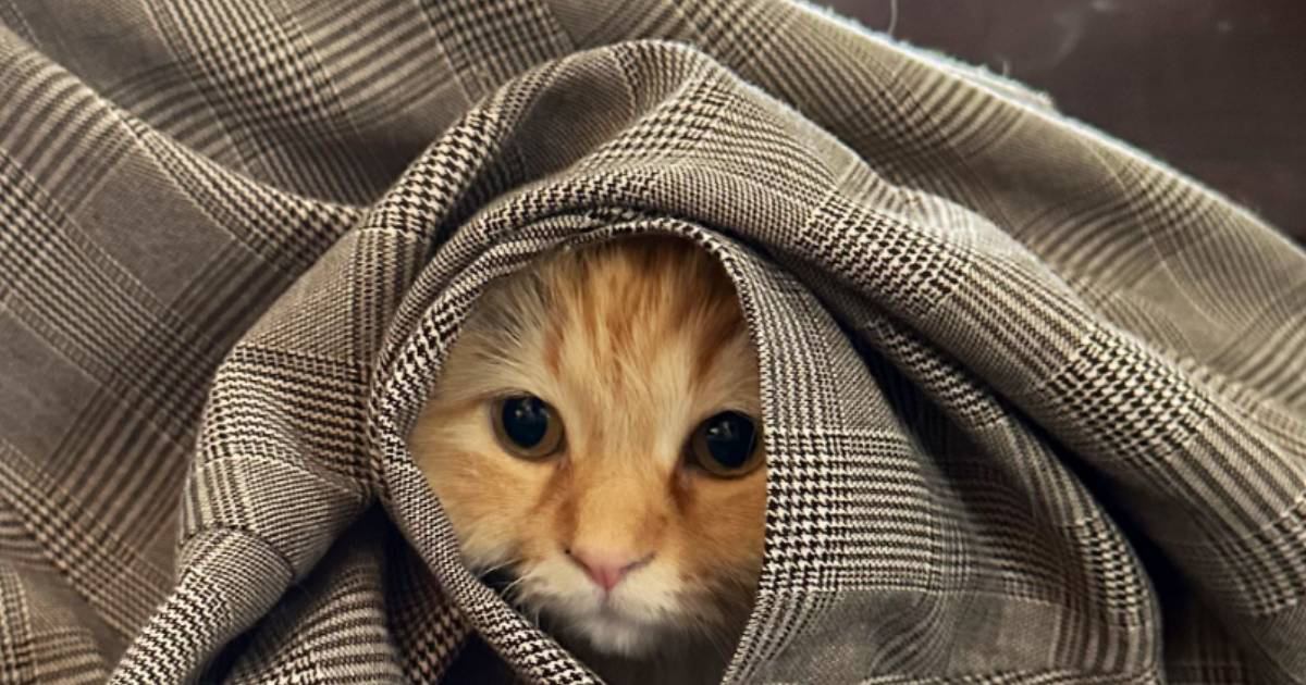 ママの外出を察した猫→ついて行こうとして…まさかの『作戦』が可愛すぎると106万表示「バレてないバレてない…」「本当に好きなんだねｗ」