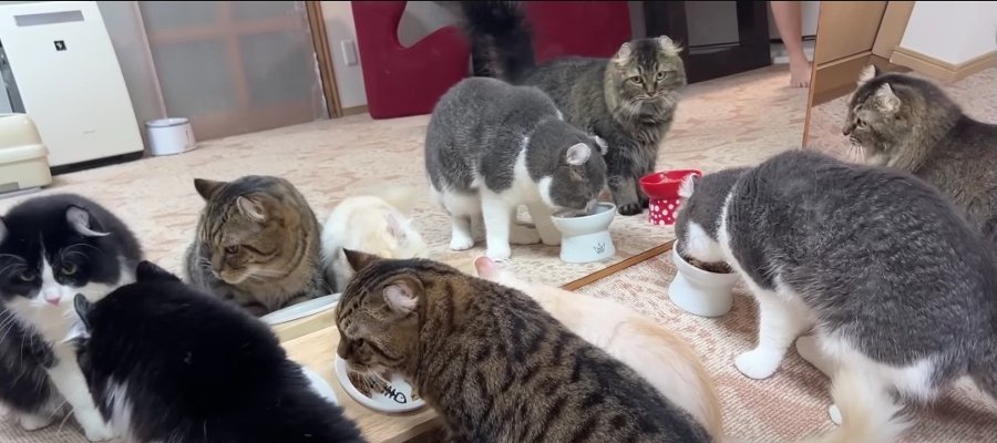 大きな鏡に興味津々！猫ちゃんたちのモフモフパーティーが絶景すぎる