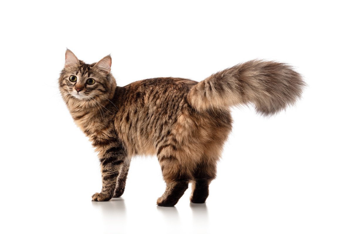 『猫ふんじゃった症候群』って何？しっぽにまつわる危険な症状、重大な障害が残ることも