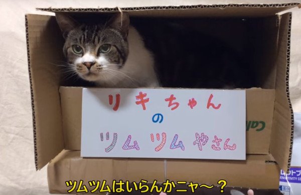 通貨はちゅーる！？気ままな猫ちゃんが営むツムツム屋さん