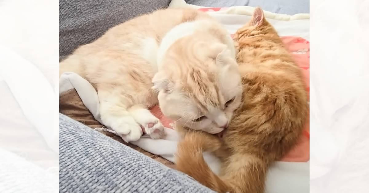 先輩猫が子猫のおしりをクンクンした結果…100点満点すぎる『笑撃のリアクション』が509万再生「気を失ってたねｗ」「表情がたまらんｗ」