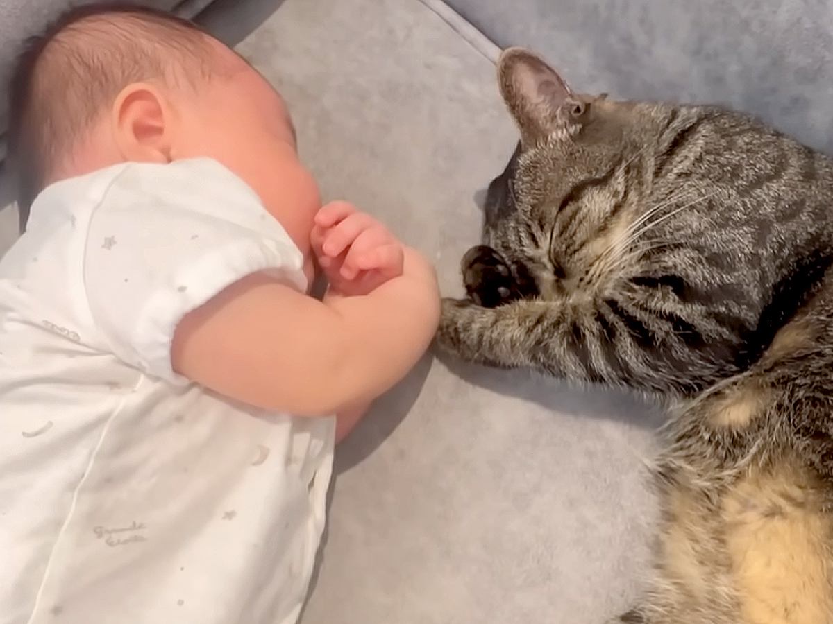 赤ちゃんを“家族”と認識した２匹の猫が…お昼寝中に見せた、涙が出るほど『素敵な光景』に感動「大きな愛情を感じる」「尊いなぁ」と絶賛