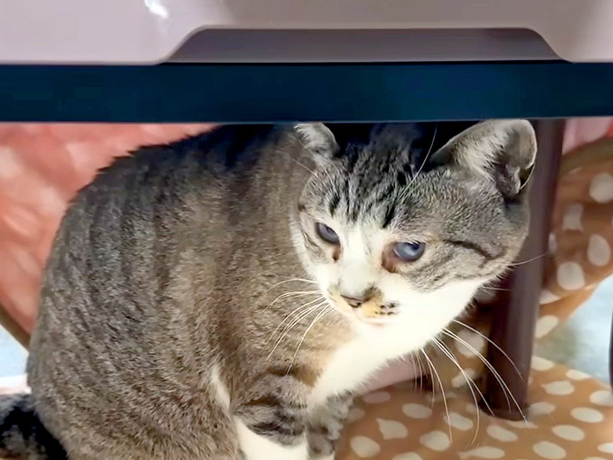 『コタツを愛してやまない猫』→片付けようとしたら、全然離れなくて…『微笑ましい展開』に反響「愛が強いね」「ハイになっちゃったｗ」