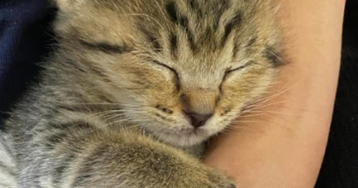 飼い主さんに抱っこされて安心して眠る子猫→おててを見ると…幸せいっぱいの『尊い光景』に６万いいね「言葉にならない」「可愛すぎて撃沈」