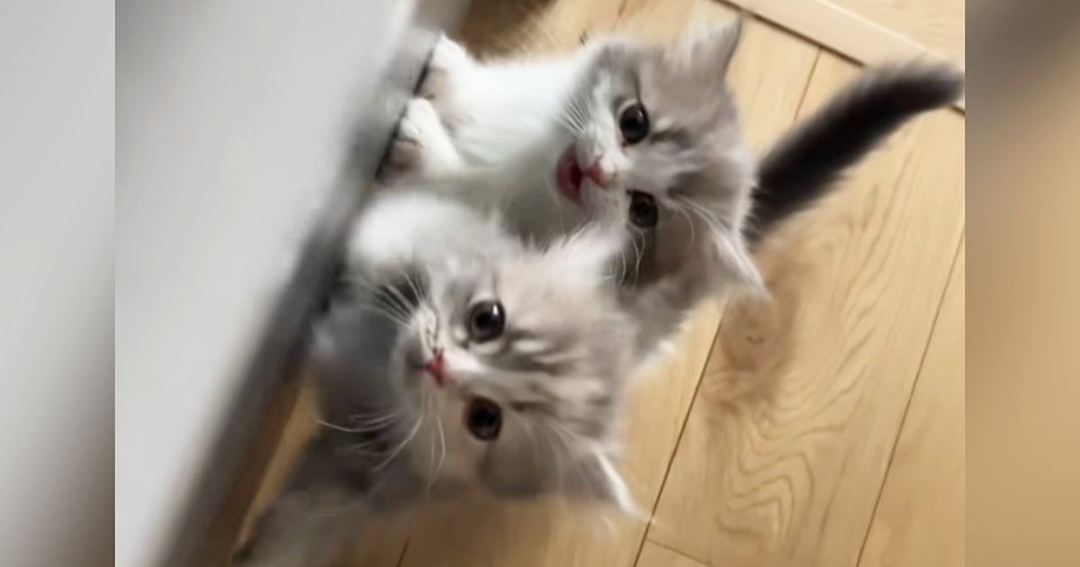 おやつが欲しい2匹の子猫→飼い主さんを見つめて…何度でもあげたくなる『可愛すぎるおねだり』が49万再生「ヤバいね」「心臓がつぶされる」