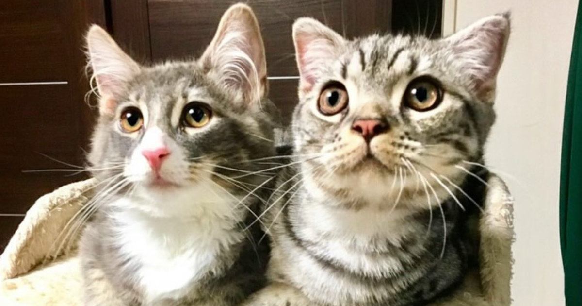 生後３か月ごろに出会った『２匹の猫』→仲良しになって『８年』が経つと……尊すぎるビフォーアフターに反響「すごい」「仲良しでいいな」