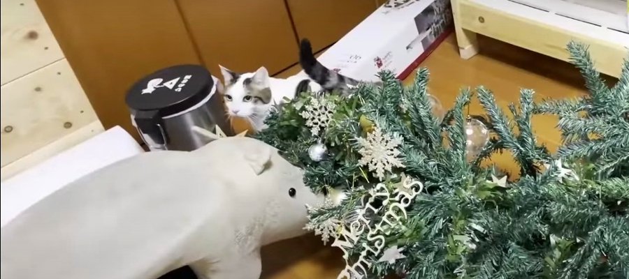 Xmasシーズンにはご用心？ツリーを狙う猫ちゃんの手口