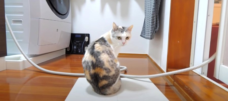 洗濯機の音を聞きつけた猫ちゃん、お風呂場へ急ぐ！？